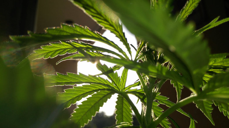 Close-Up Of Fresh Green Plant